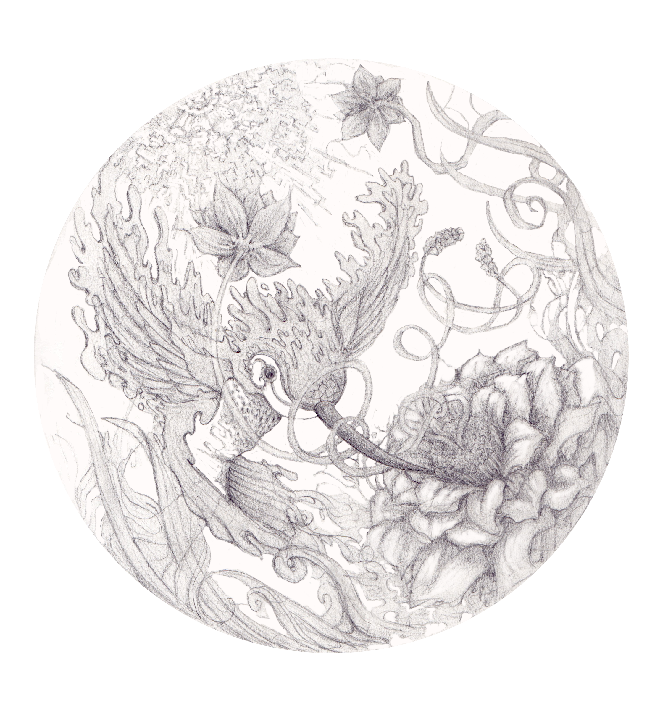 hummingbird-hullucination-sketch